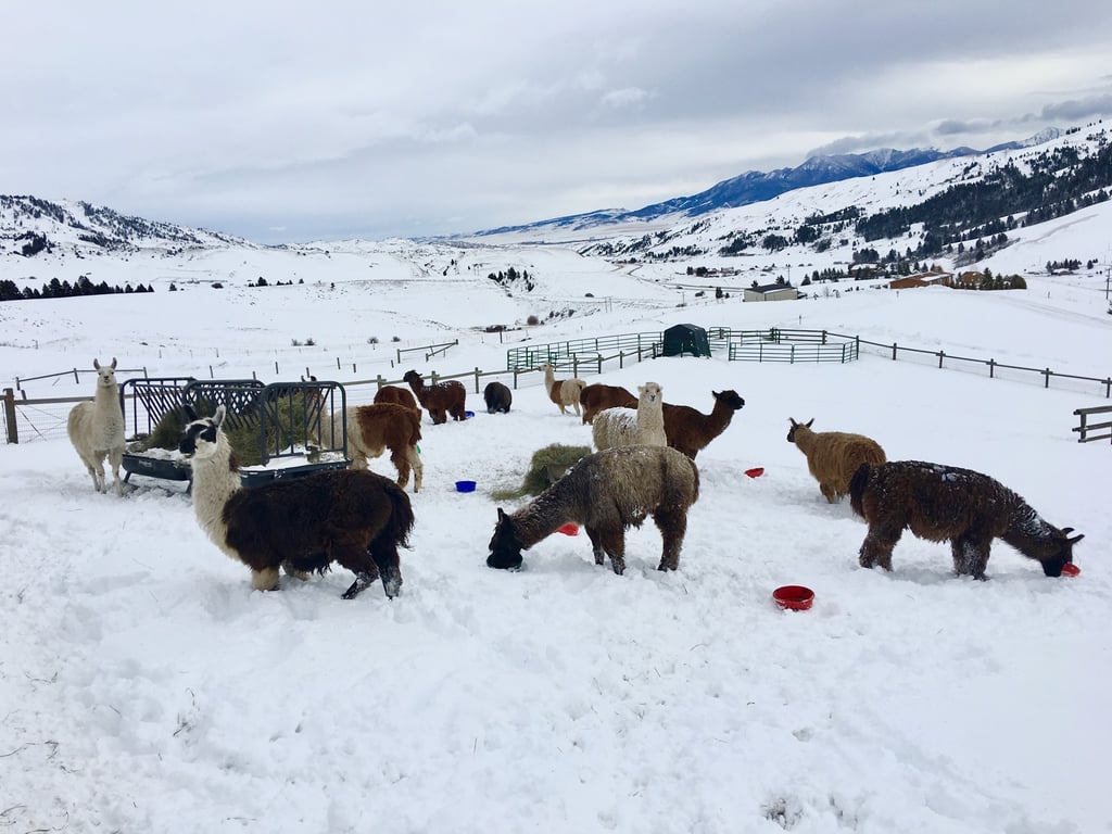 Winter Yellowstone Wildlife Safari image