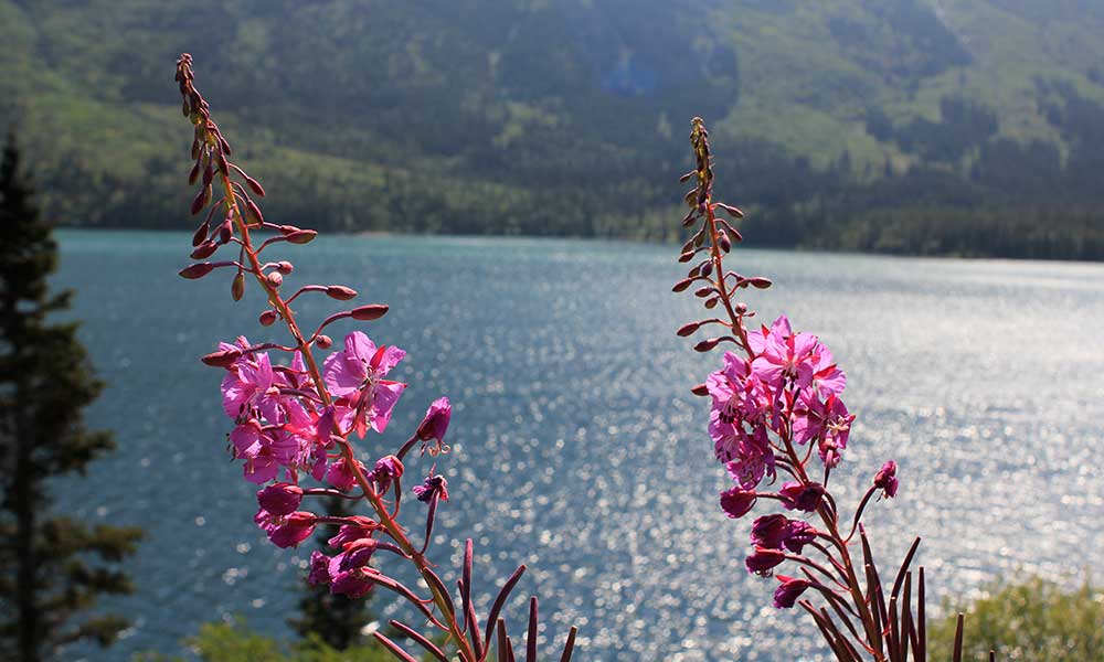 Yukoner: Half-Day Tour to Yukon image