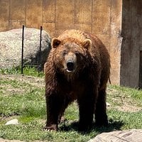 Bear Sanctuary right on the freeway! review image 0