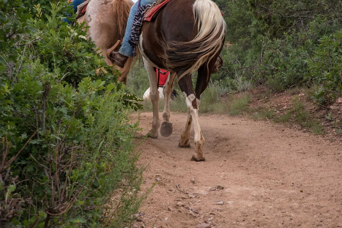 One Hour Yellowstone Horseback Ride Tour Image 7