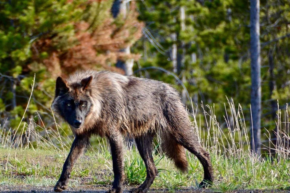 West Yellowstone Hot Spots Tour Tour Image 3