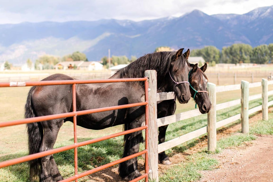Horseback Riding Experience image