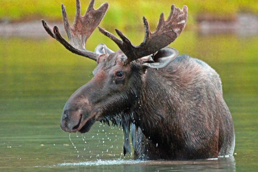 A moose cools off in the water with droplets dripping from its face.