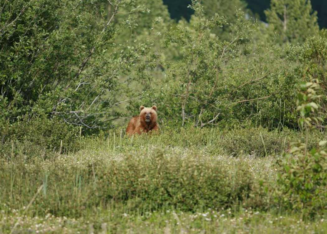 Wildlife Safari & Bear Viewing Tour Image 3