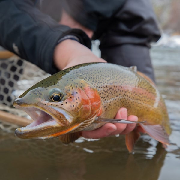 Fly Fishing Walk Wade - Full Day Tour Image 5