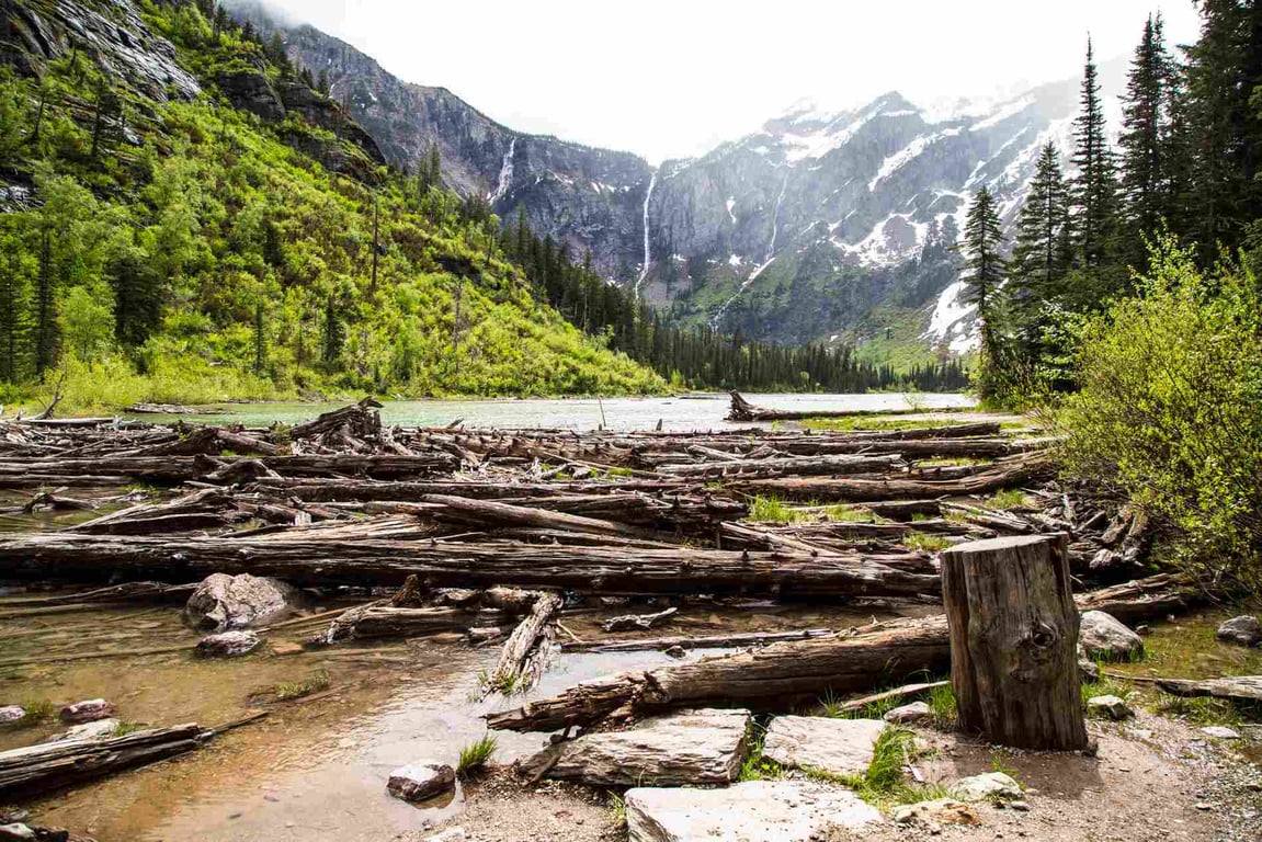 Avalanche Lake Guided Day Hike In Glacier National Park image