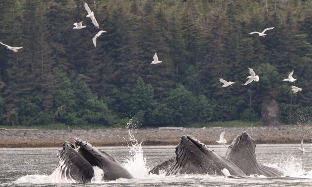 Whale Watching Tour Tour Image 11