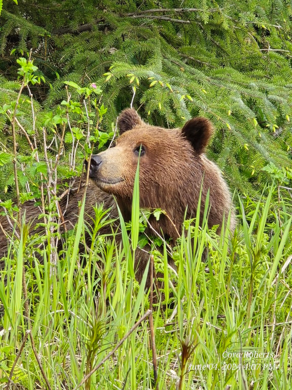 Wilderness Tour and Brown Bear Search Tour Image 7