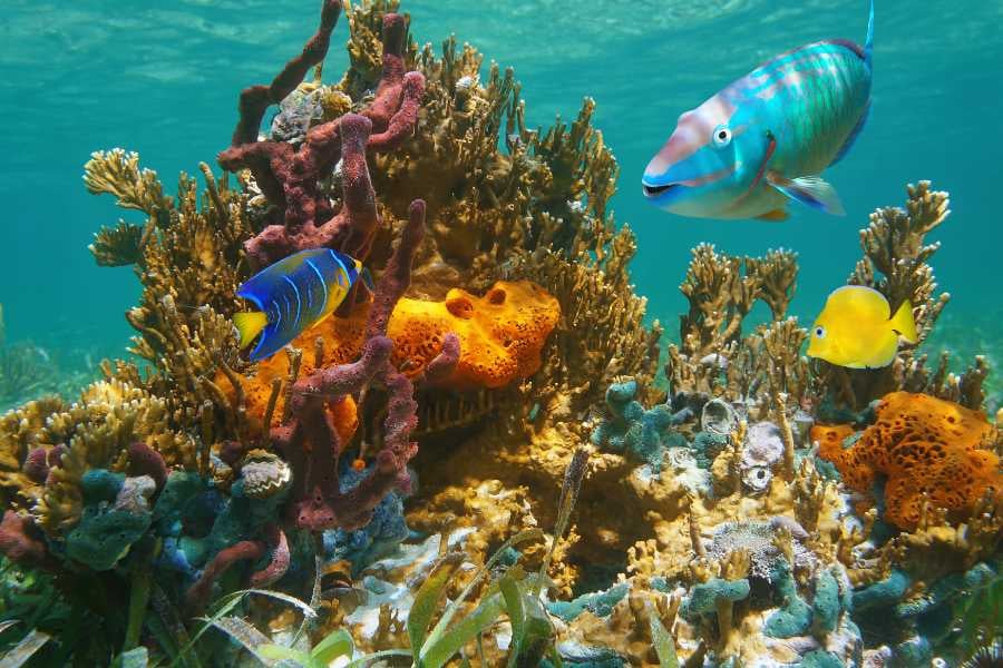 Colorful fish are swimming in the water