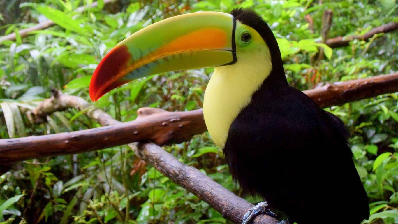 Belize Zoo & Cave Tubing Excursion Tour Image 1