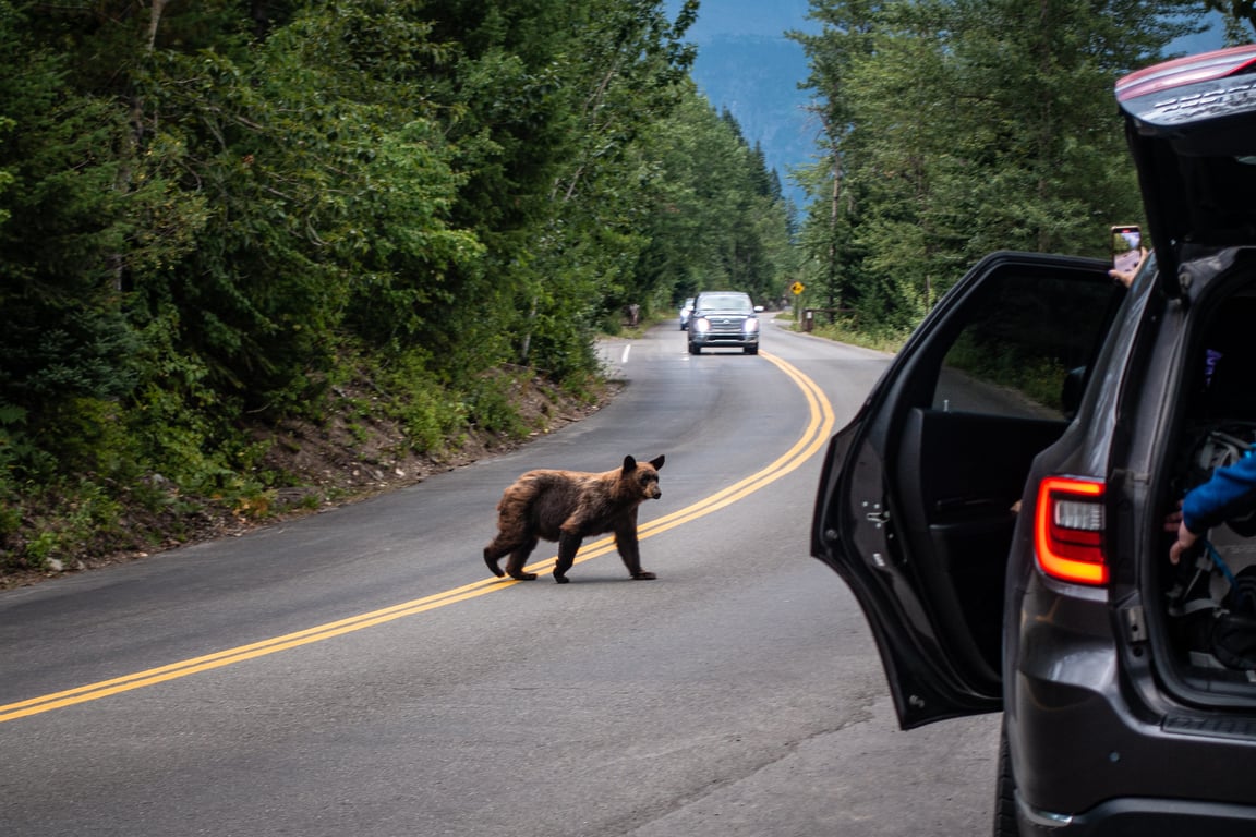 Going-to-the-Sun Road in Whitefish image