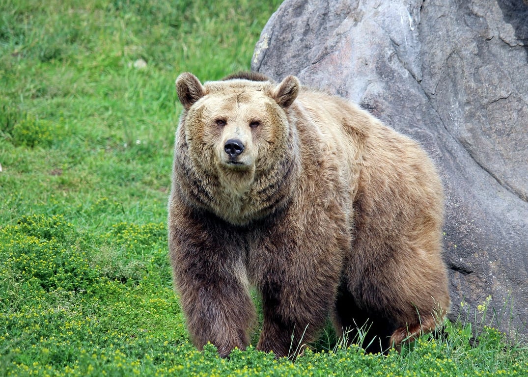 Wildlife in Bozeman image