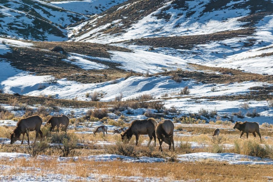 A herd of elk feed in a snowy mountain valley.