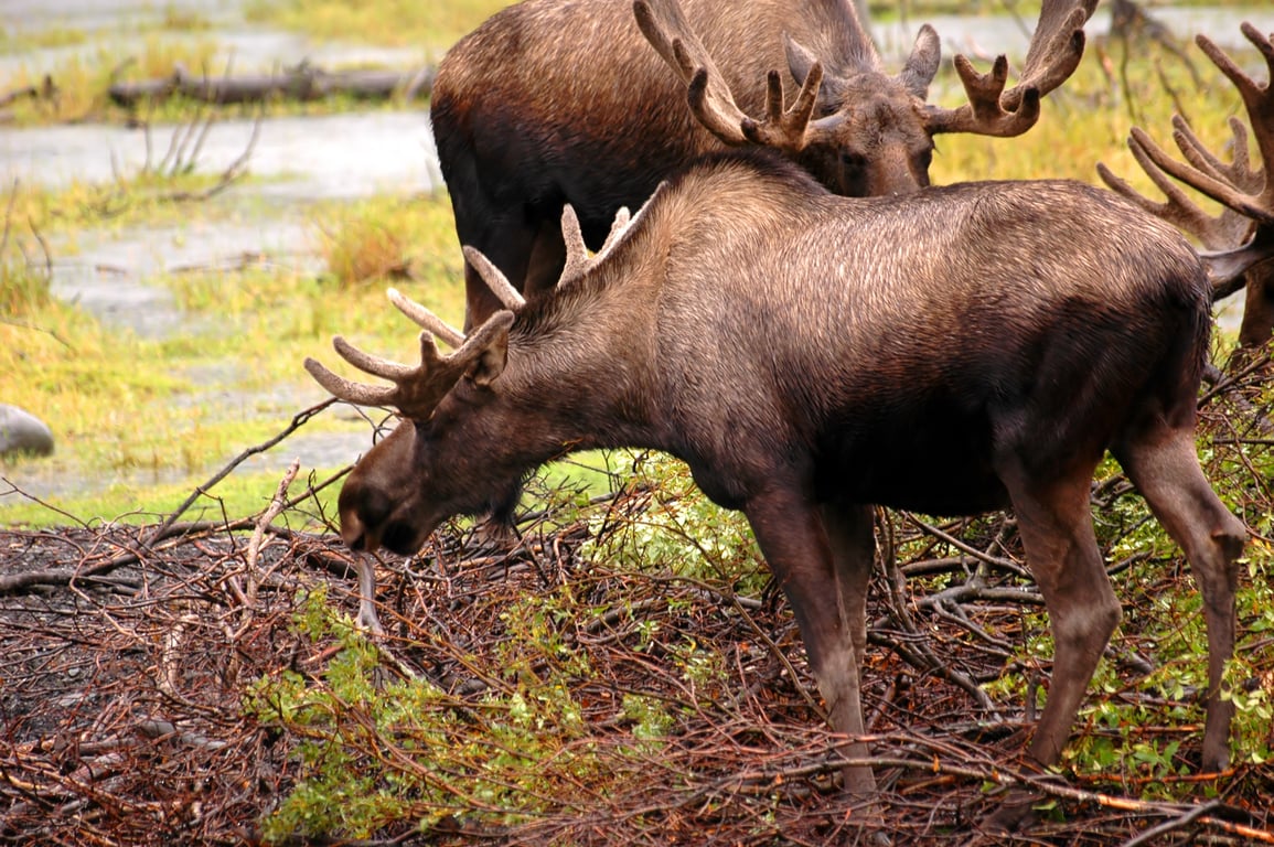 Thumbnail of video about Wildlife in Denali