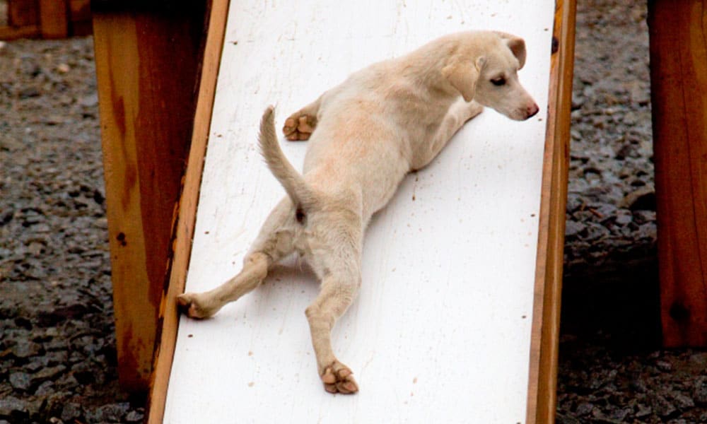 S'mores & Musher Camp Tour Image 8