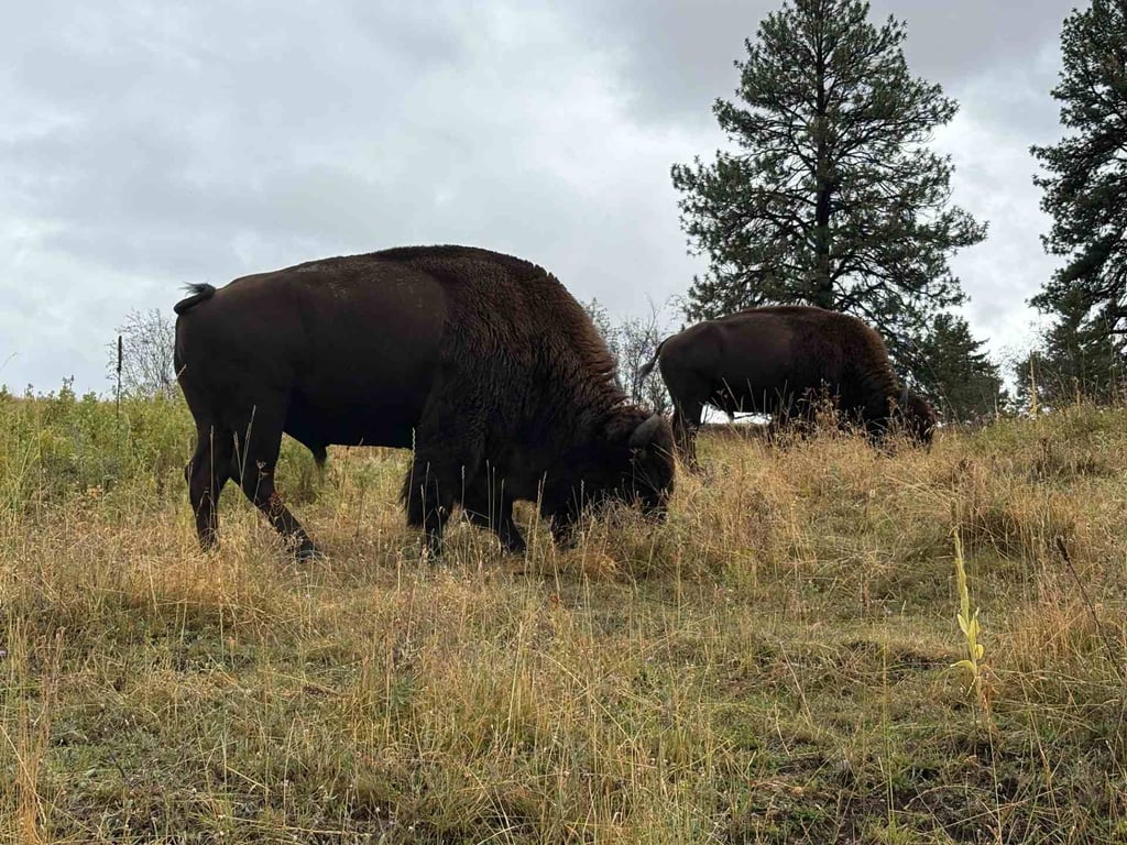 CSKT Bison Range Wildlife Viewing Tour image