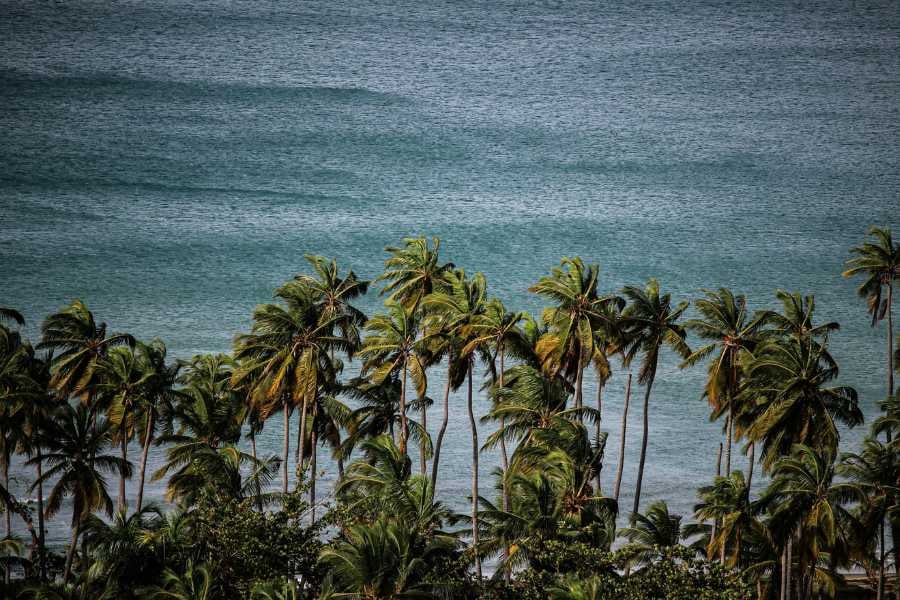 Palm trees lining a serene beach with clear blue waters in the background.