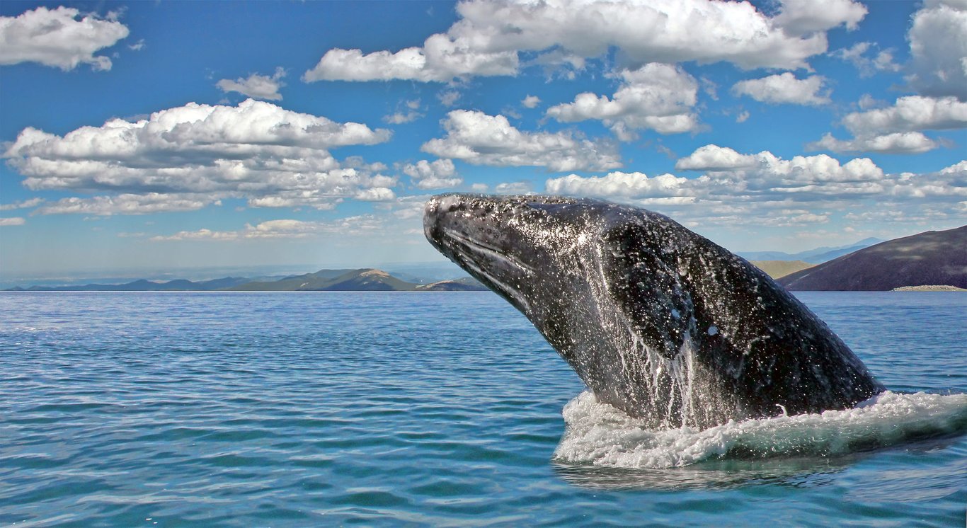 Small Boat Whale Watching and Sightseeing Tour Tour Image 7