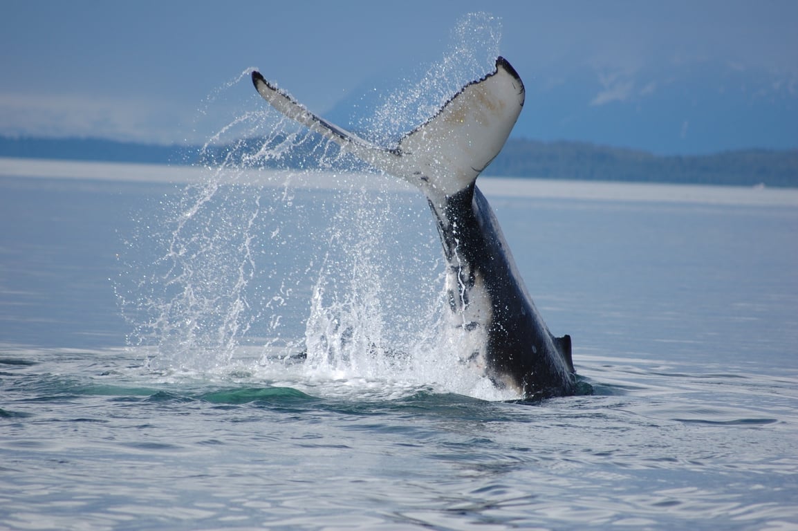 Premier Whale Watch Tour Tour Image 5
