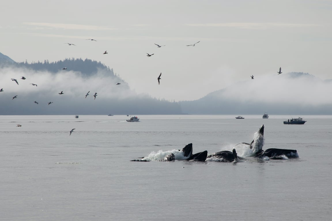 Lighthouse, Totems & Eagles Excursion Tour Image 2