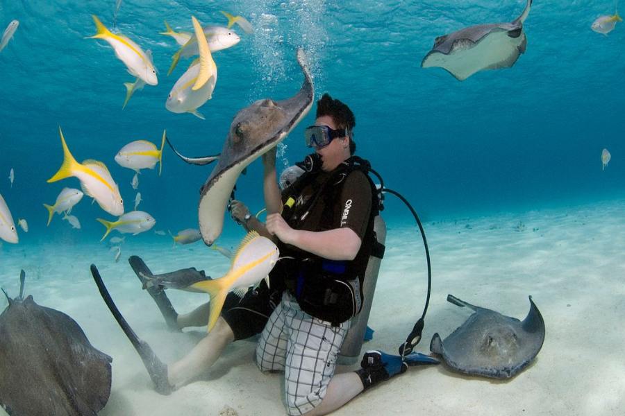 Top 7 Stingray City Tours In Grand Cayman (Most Visited Attractions)