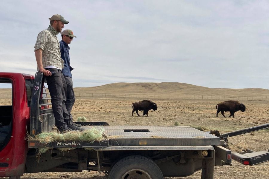 Safari in Yellowstone: Best Summer Wildlife Tours & Viewing Spots