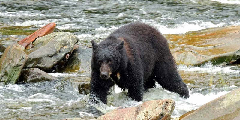 7 High-Demand Alaska Cruise Tours You’ll Want to Book Early