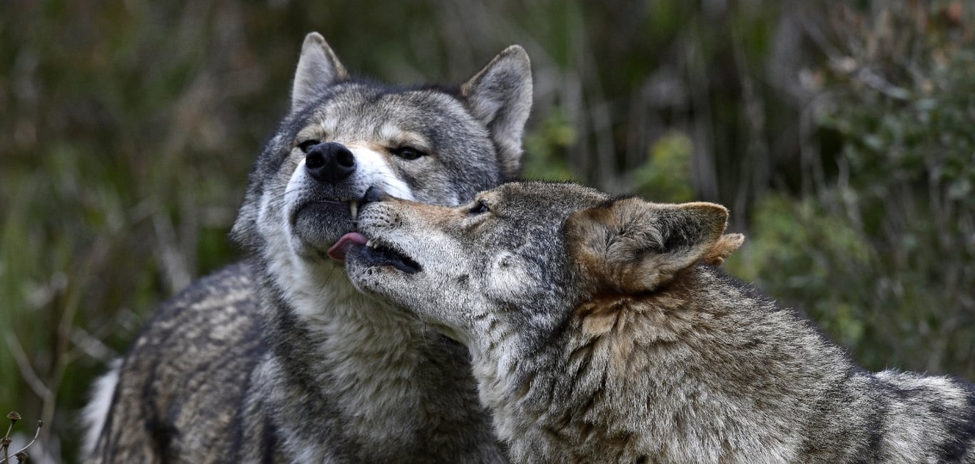 Where To See Wildlife In Yellowstone