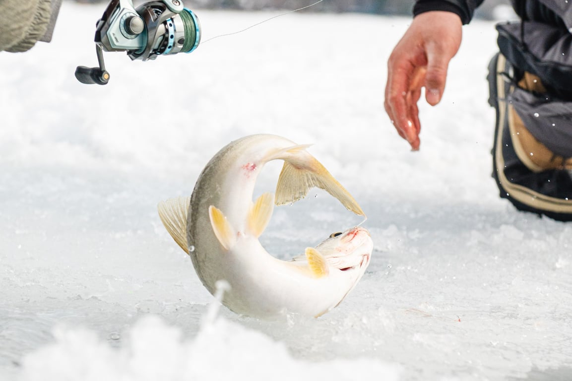 Ice Fishing On Whitefish Lake Tour Image 8