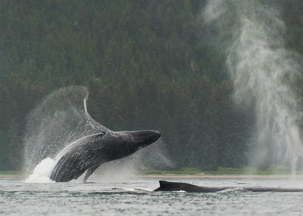 Paddle with Whales Kayak Adventure Tour Image 10