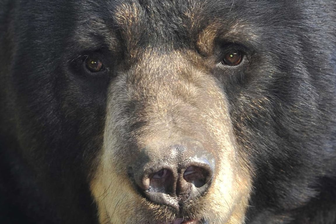 Neets Bay Bear Watch Tour Image 5