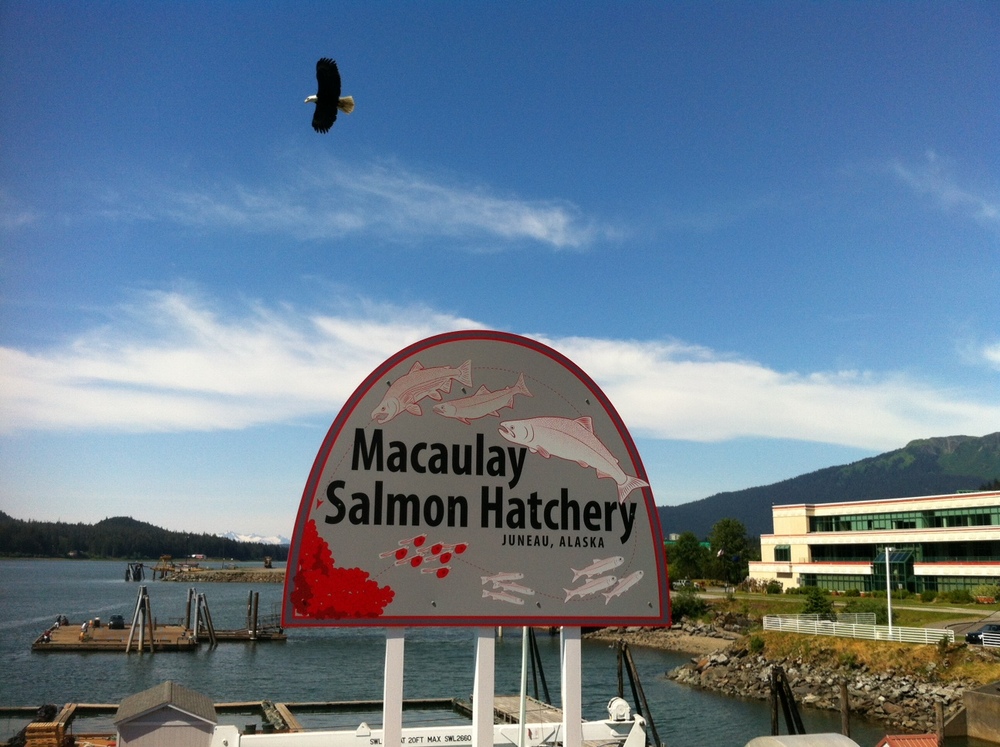 What to Know Before Your Visit to the Macaulay Salmon Hatchery