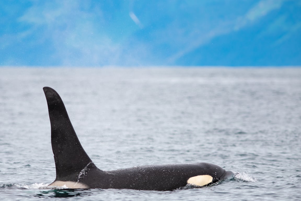 Orca Quest Cruise Tour Image 3