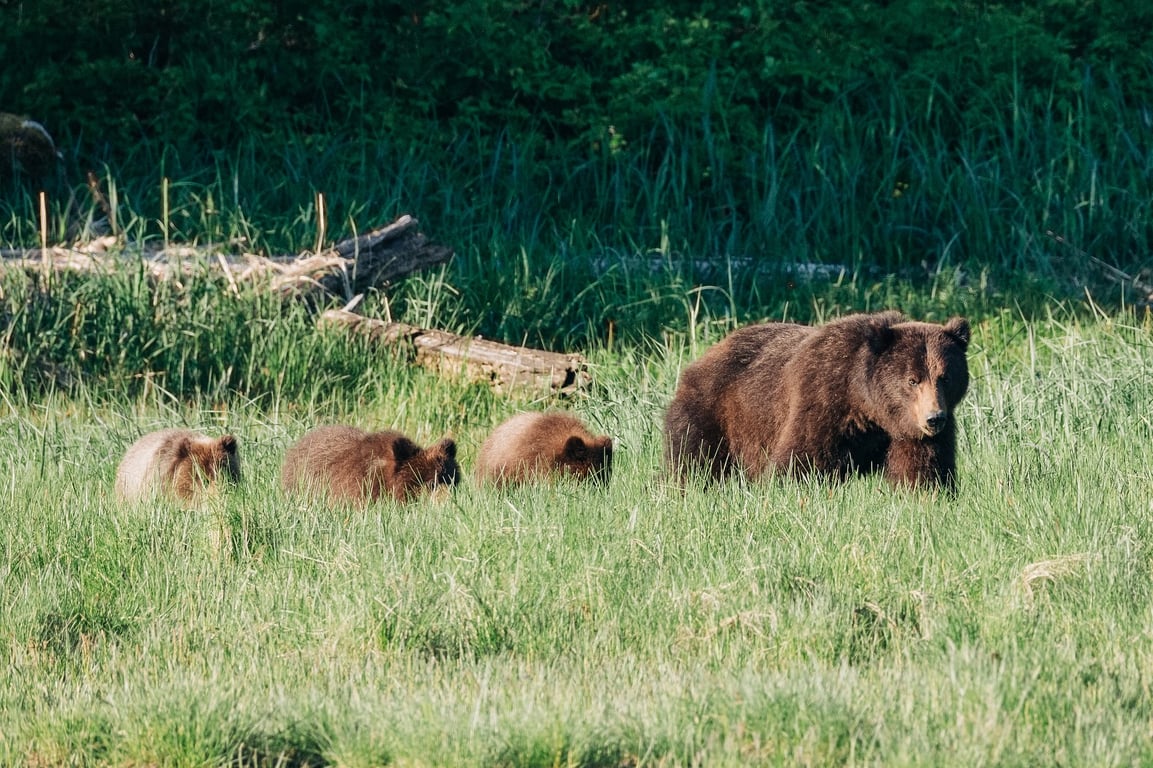 Sitka Wildlife Photography Worskhop on the Water Tour Image 7