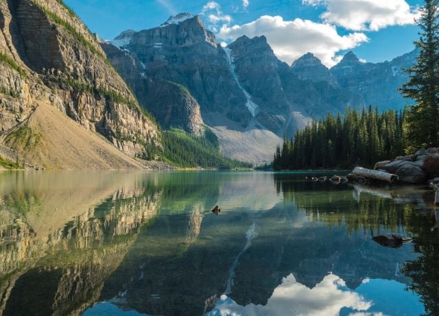 Wildlife and Bear Search image