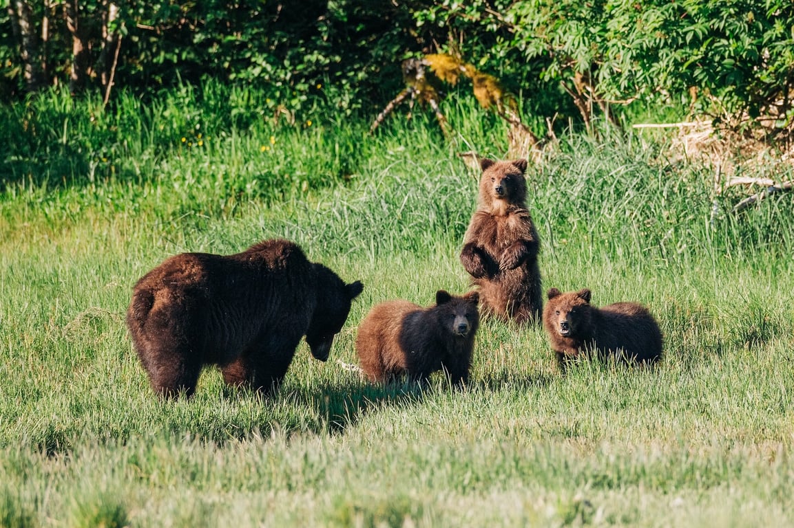 Sitka Wildlife Photography Worskhop on the Water Tour Image 4