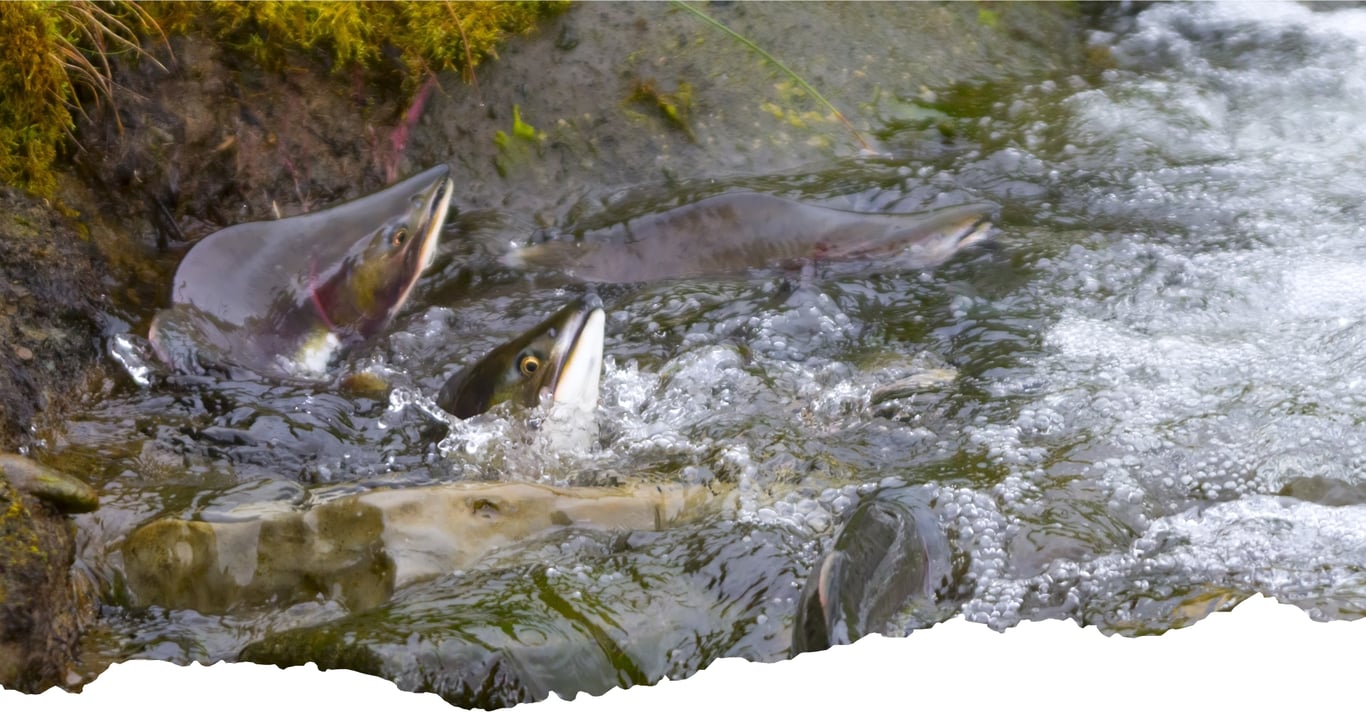 Land-Based Wildlife Tour image