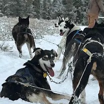 Dog Sledding Joy review image 0