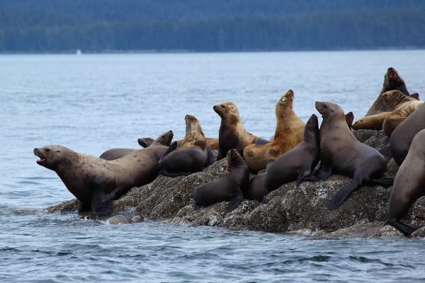 Why Juneau is THE Alaska Whale Watching Destination