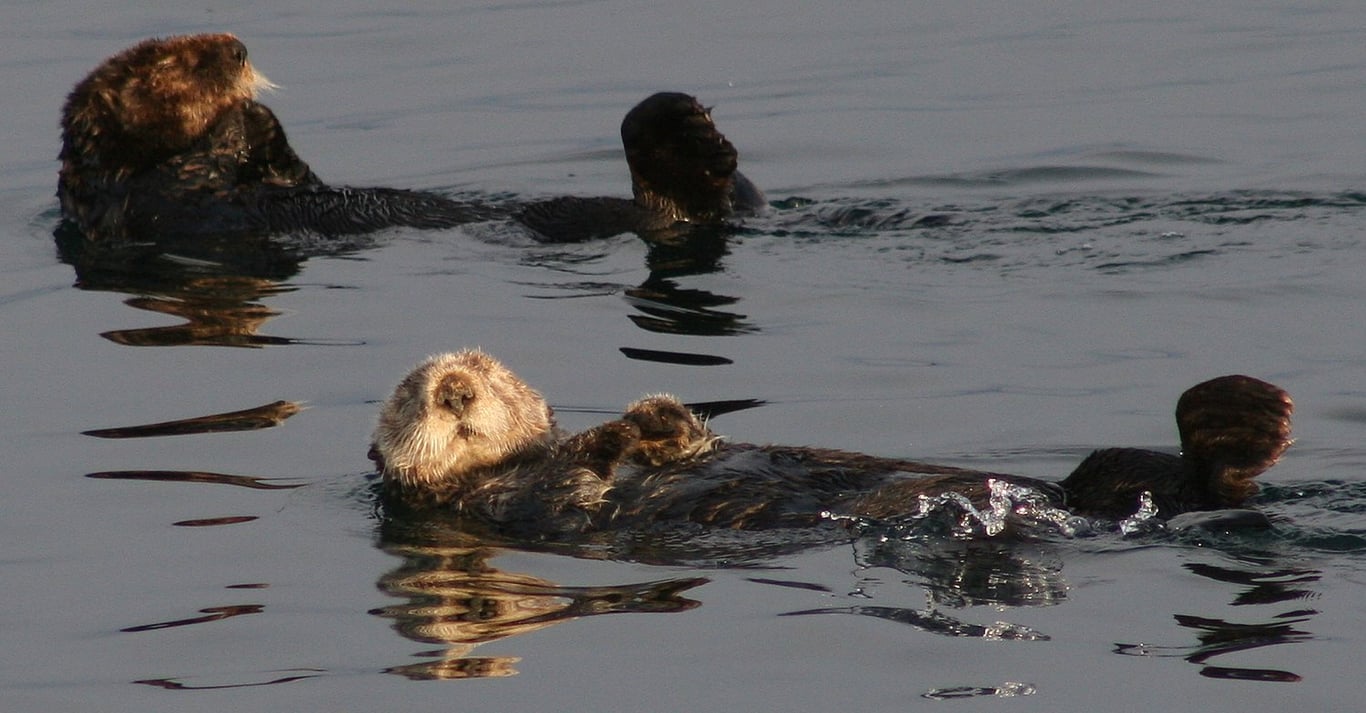 Sitka's Coastal Wildlife Cruise Tour Image 3