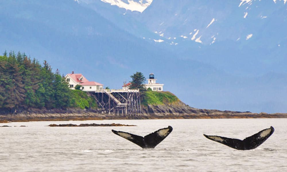 Whale Watching Tour Tour Image 16