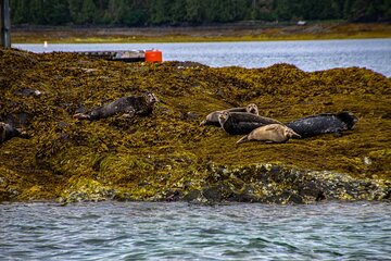 Tales & Tides: Alaskan Lore & Wildlife Cruise Tour Image 5