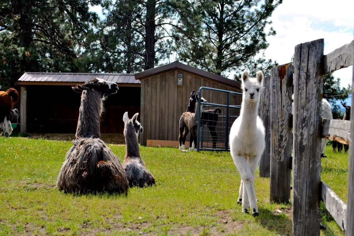 Private Llama Trek Experience Tour Image 4