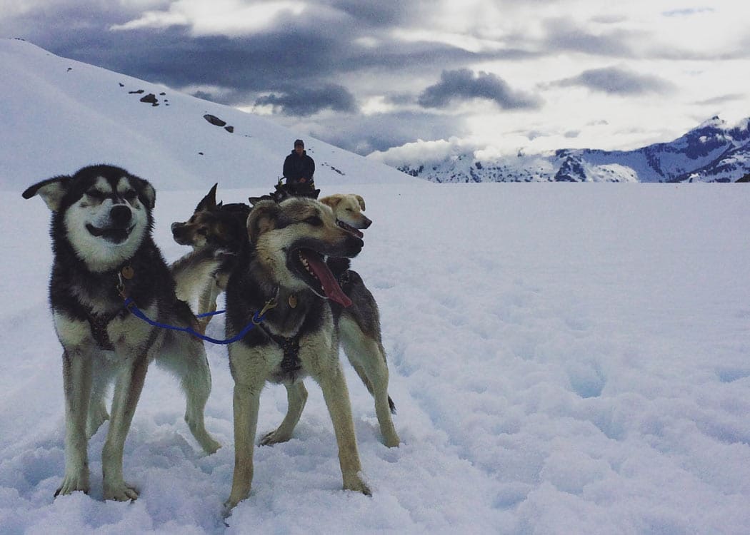 Helicopter Glacier & Dog Camp Adventure Tour Image 5