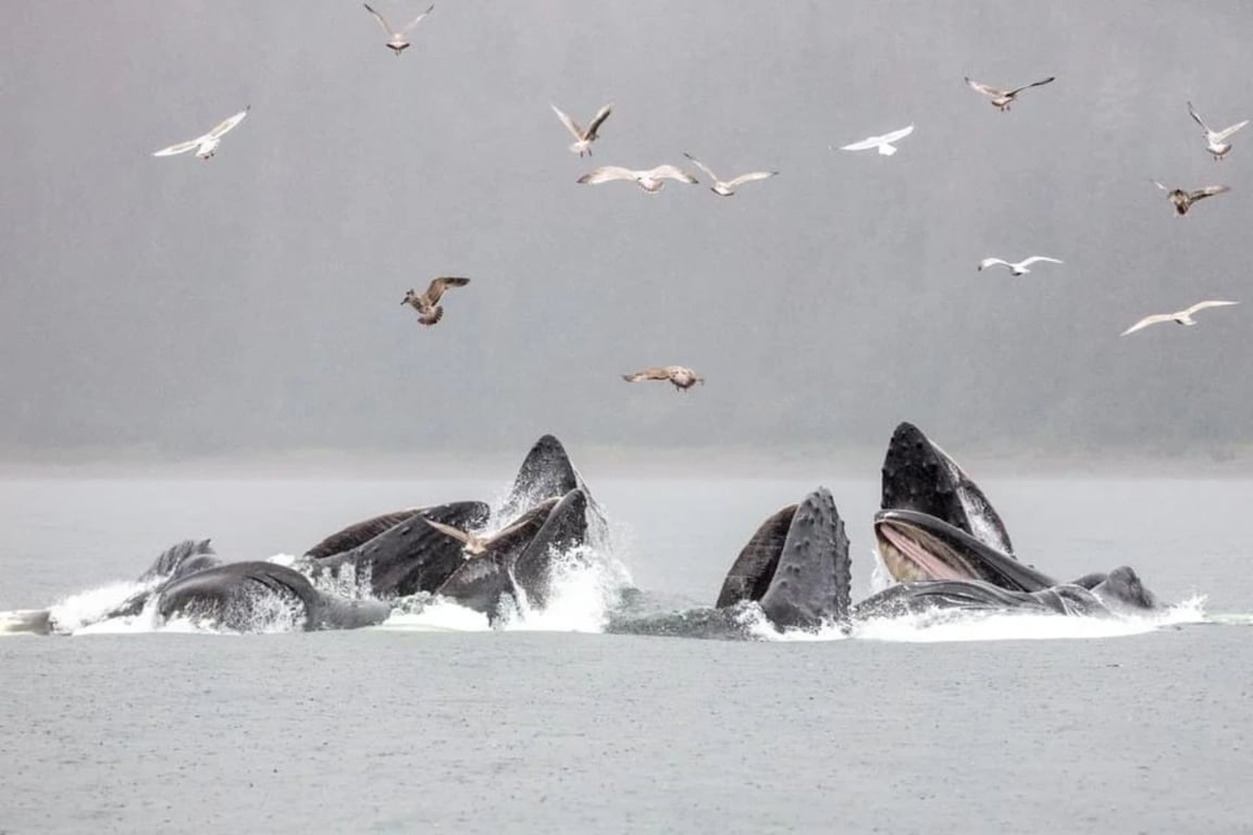 Guaranteed Whale Watching Catamaran Cruise Tour Image 5