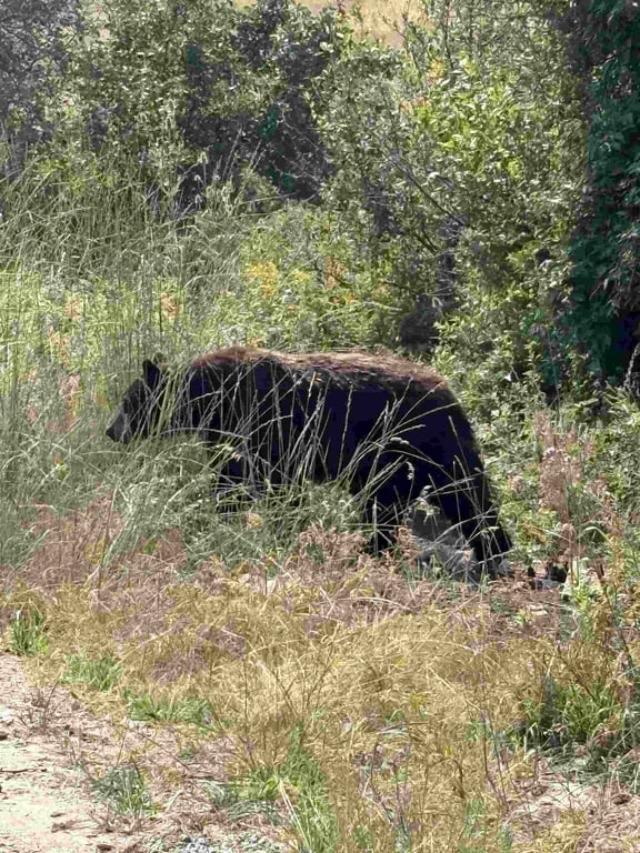 CSKT Bison Range Wildlife Viewing Tour Tour Image 6
