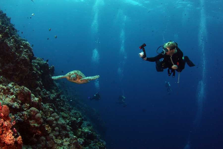 A diver takes a picture of a turtle with his mobile phone