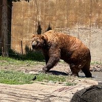 Bear Sanctuary right on the freeway! review image 1