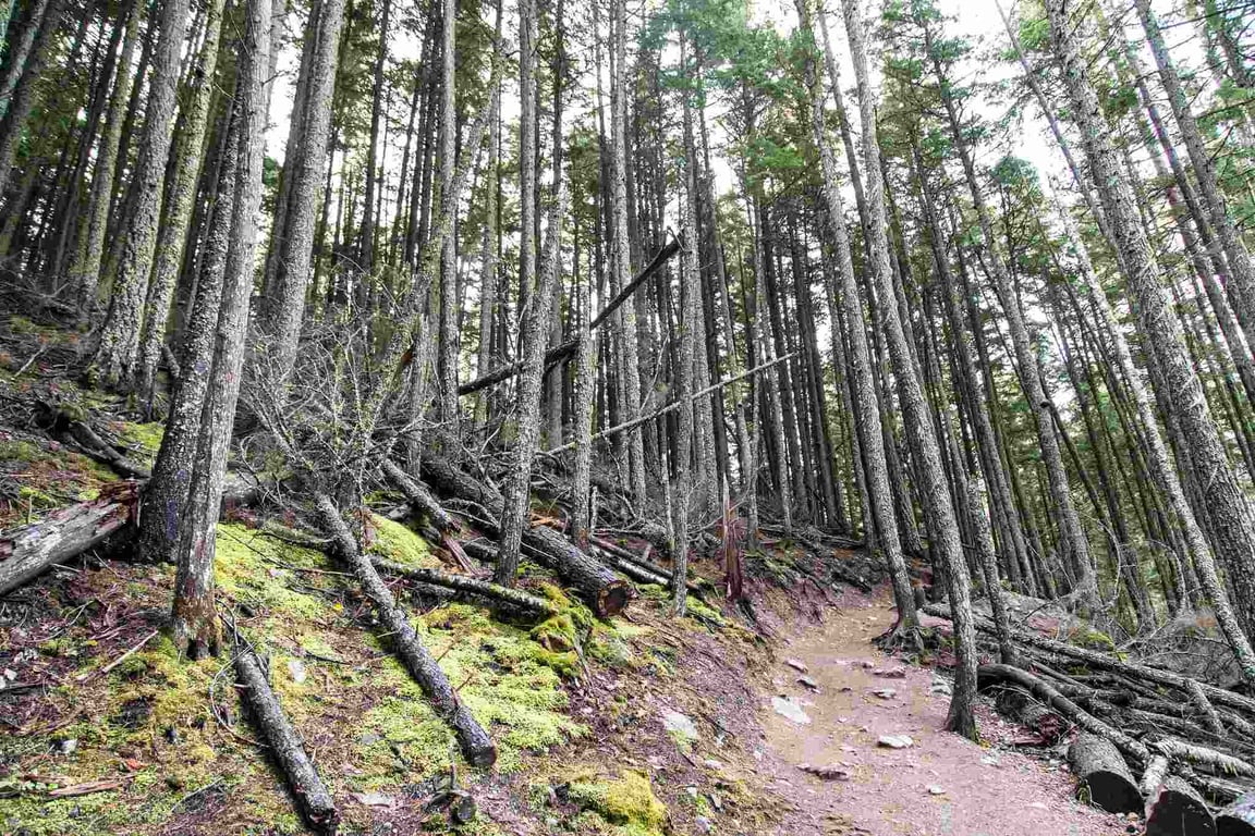 Upper McDonald Creek Glacier Park Guided Day Hike Tour Image 5