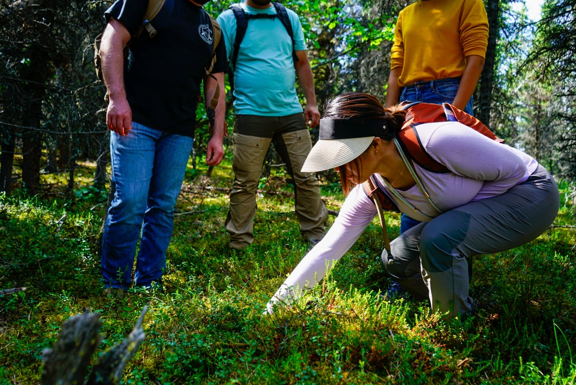 Denali Wilderness Hiking Tour image